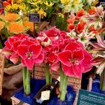 RHS Chelsea Flower Show 2025