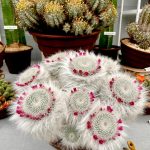 RHS Chelsea Flower Show 2025