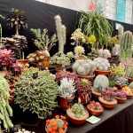 RHS Chelsea Flower Show 2025