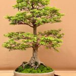 RHS Chelsea Flower Show 2025