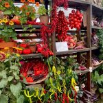 RHS Chelsea Flower Show 2025