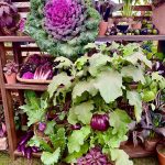 RHS Chelsea Flower Show 2025